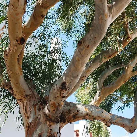 Blue & White: An Absolute Aegean Dream House Galini (Naxos)