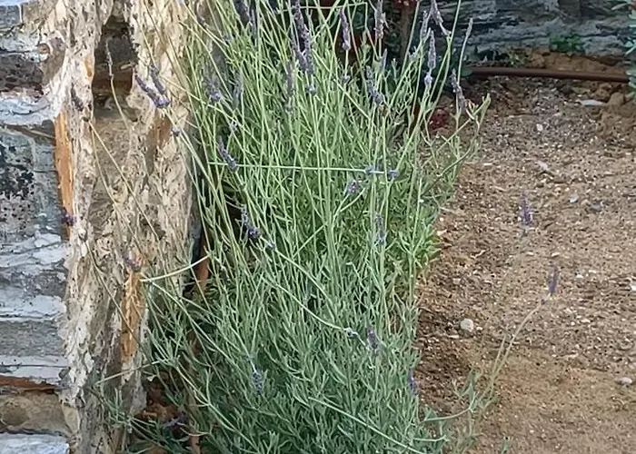 Blue & White: An Absolute Aegean Dream House Galini (Naxos)